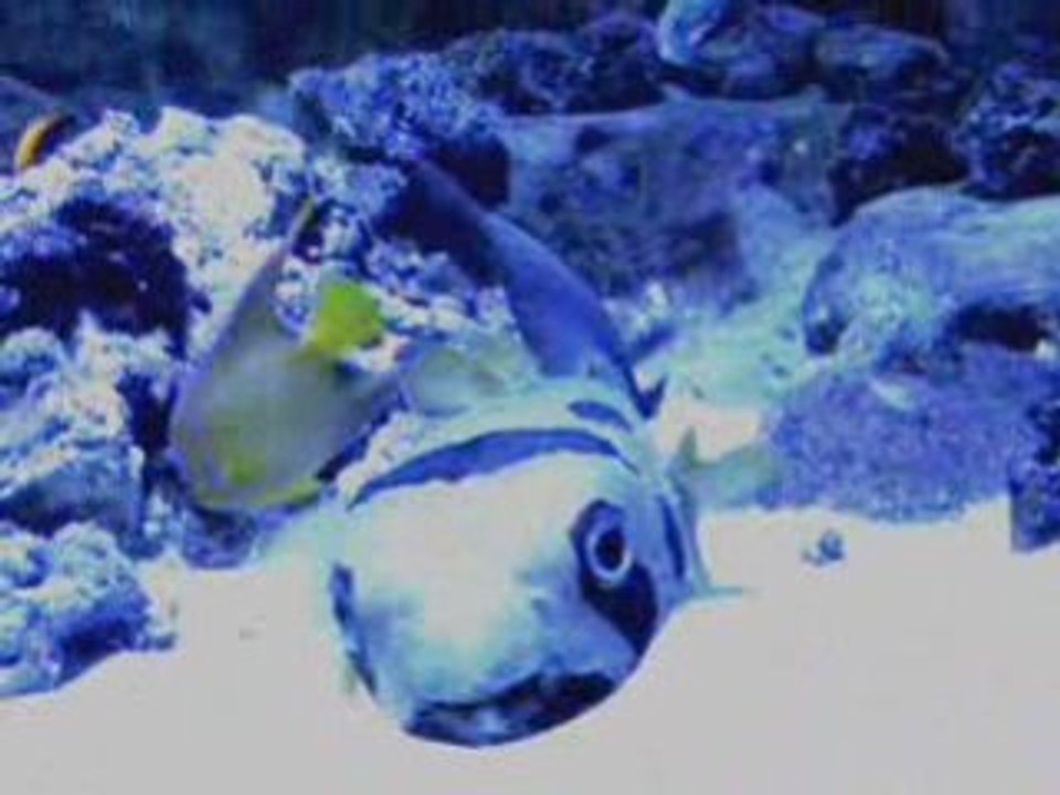 Aquarium