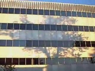 L Arbre Sacré Des Maya #1