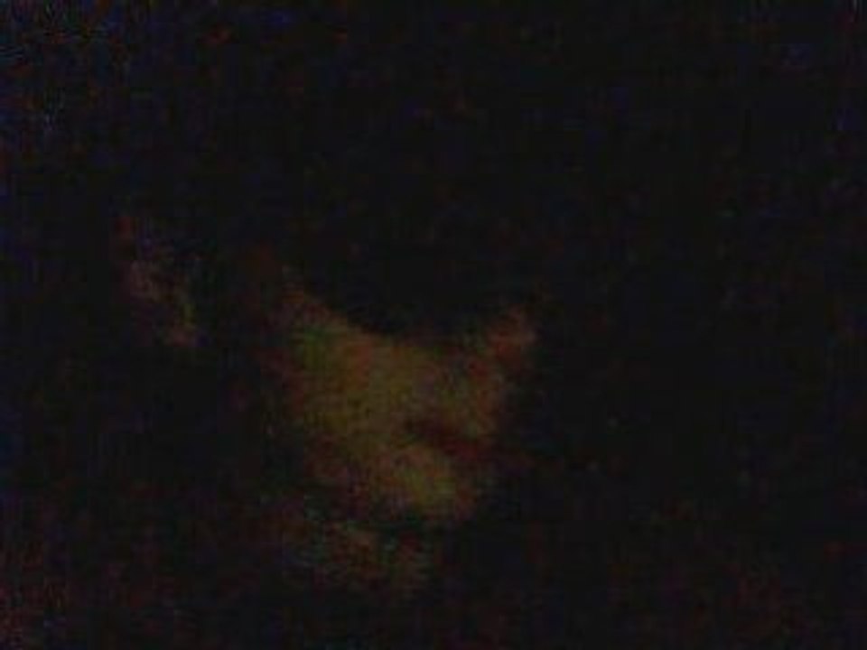 Fredo ( roi lion '' vahiné '' )