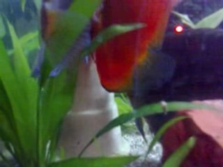 Ponte à trois discus... Part 1