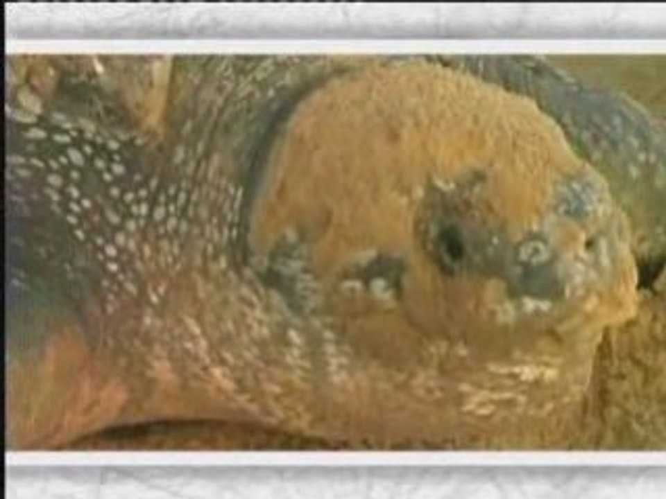 La Tortue luth
