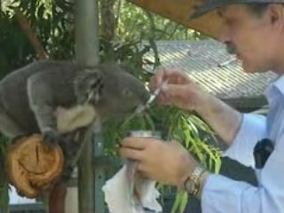 koala feeding at port macquarie