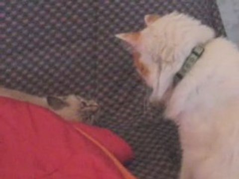 Première rencontre Mogwaï et sa nouvelle copine
