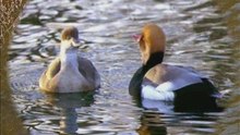 Canard nette rousse N