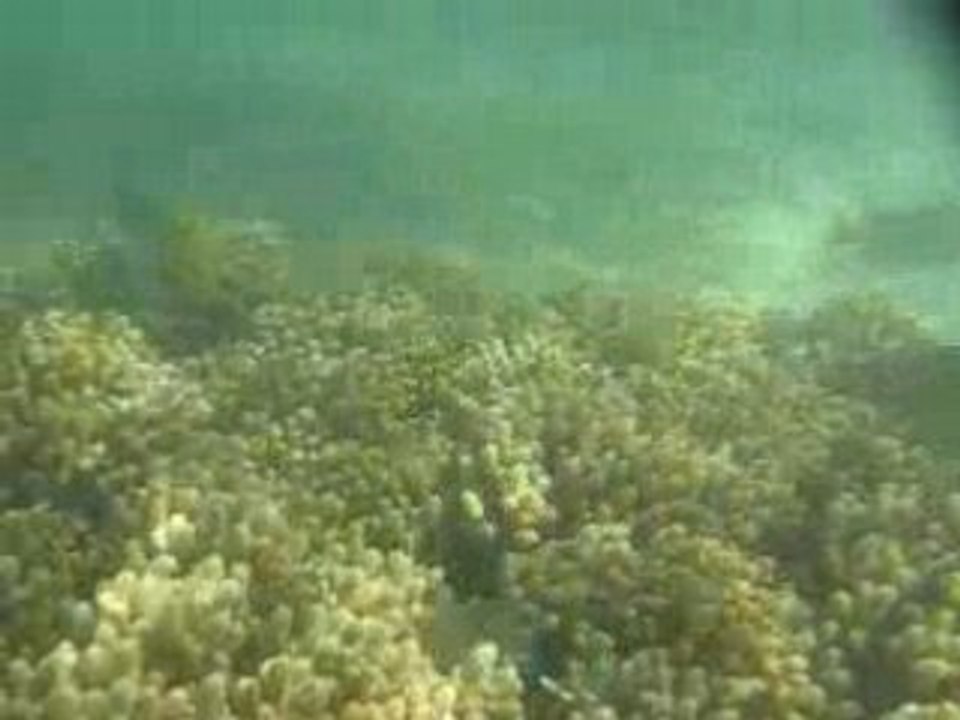 Norman's Reef - 1