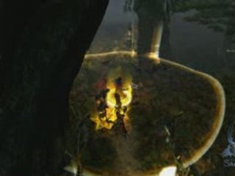 Shadow Warrior Combat Arts 1 - The Swamp