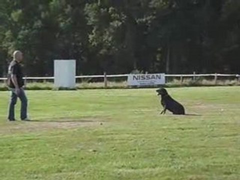 Entrainement d'obéissance avec Ralph positions à distance