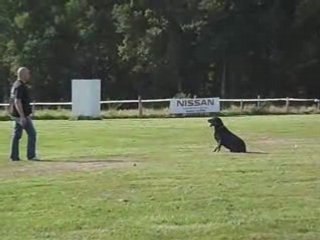 Entrainement d'obéissance avec Ralph positions à distance