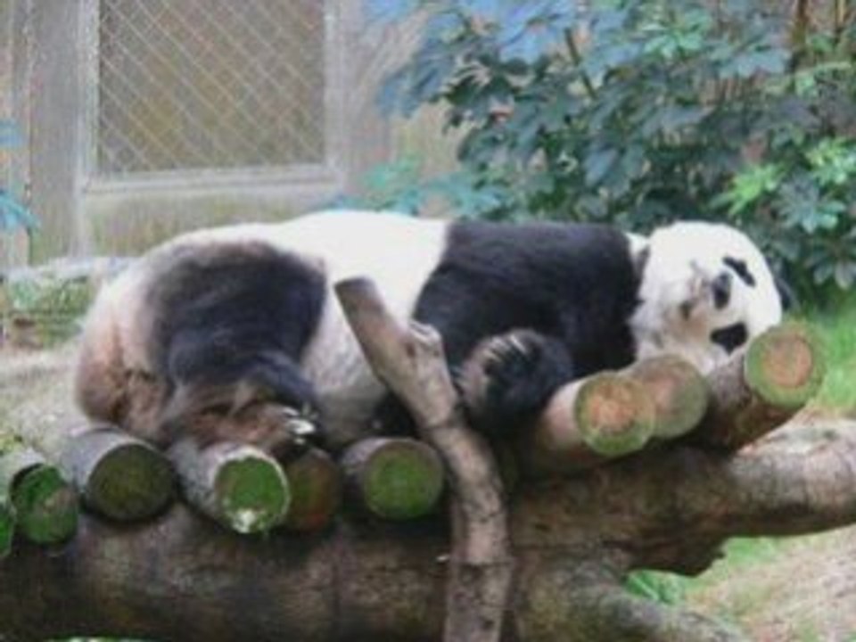 Panda