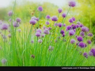 Dailymotion - La vie de Cheikh Ibn BAZ (P.2)abu anas