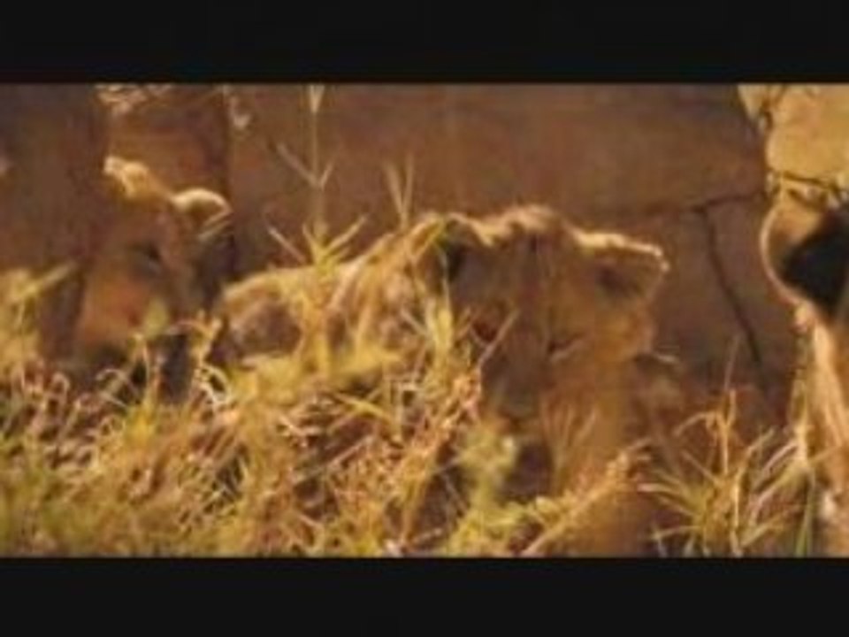 LA FAMILLE SURICATE