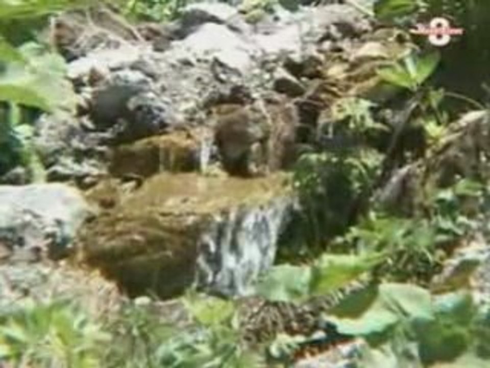 Balade à dos d'âne