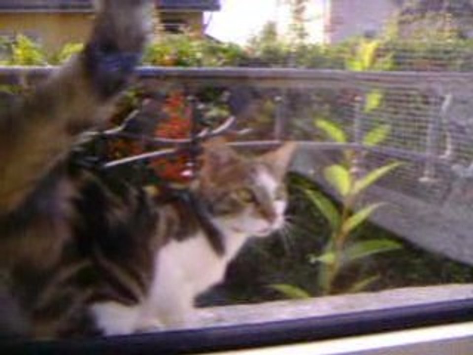 Les chats c'est bon, mangez-en.