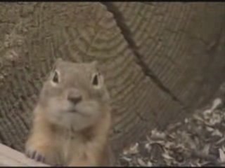 Evil Laughing Prairie Dog