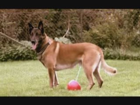 Guter Hund Böser Hund