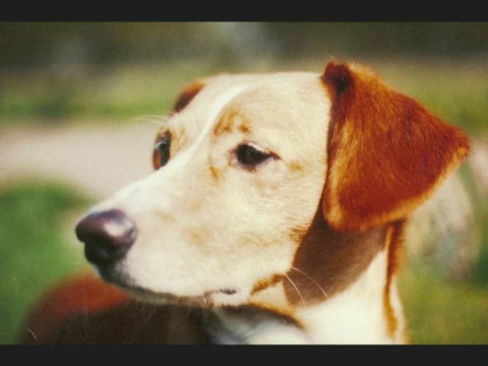 the "white dog" from escopon