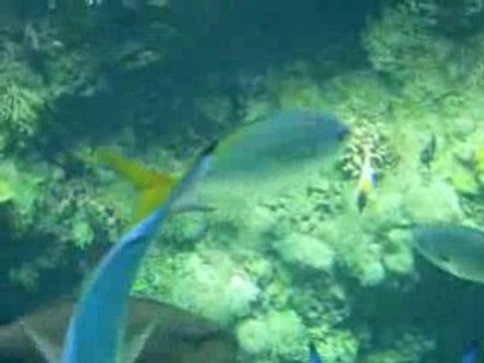 Poissons 2 à Monaco