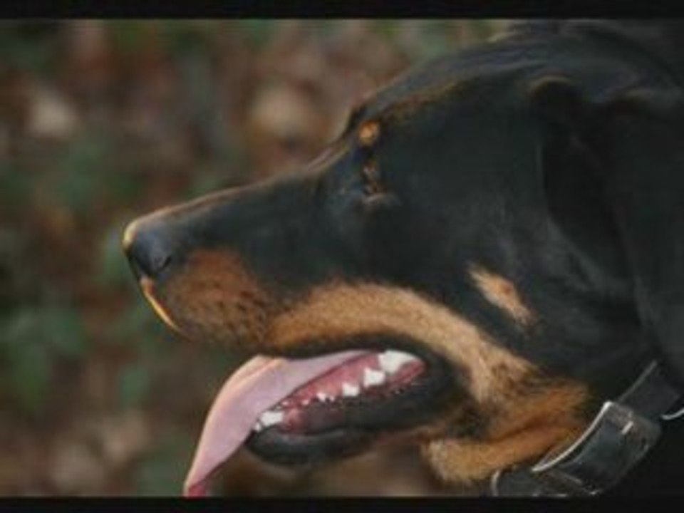 Eleveur beaucerons