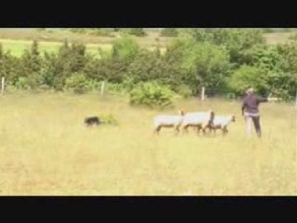 Chweeps troupeau juin 2008_0001