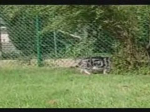 Enclos sécurisé sur mesure pour chats fugueurs a Namur