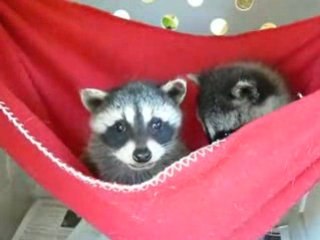 Cute Baby Racoons