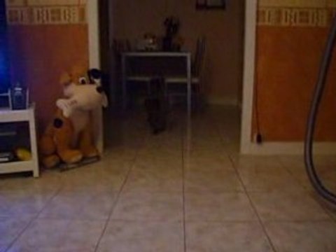 chat qui ramene sa balle