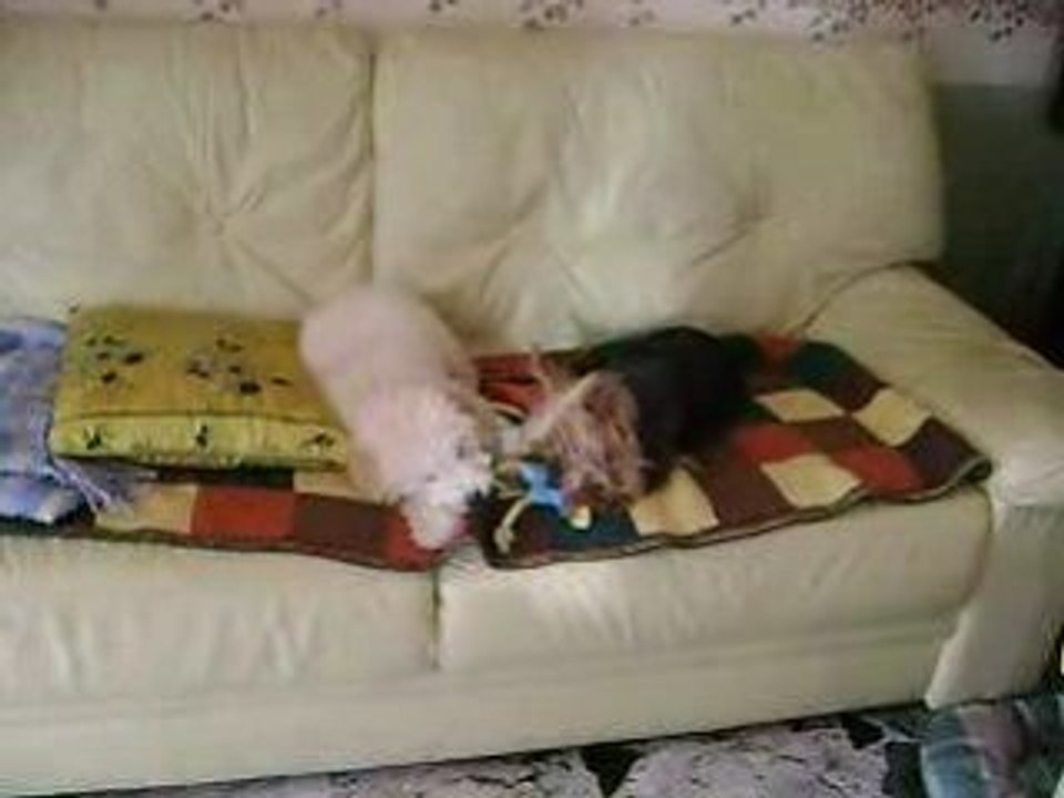 Dayvi et Chouky (1)