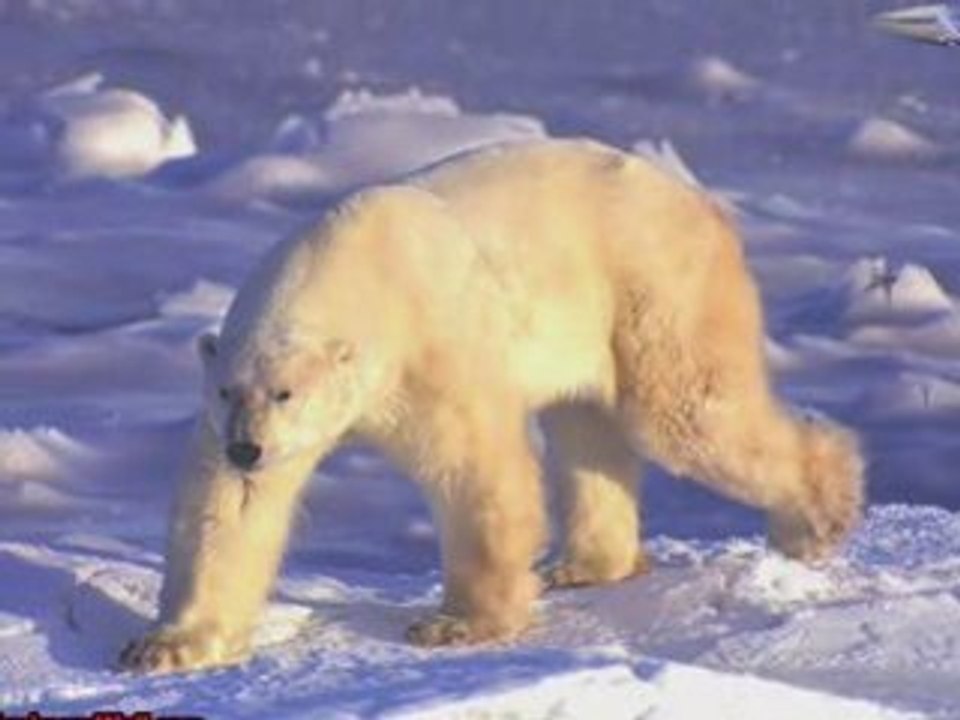 Les ours protègeons les