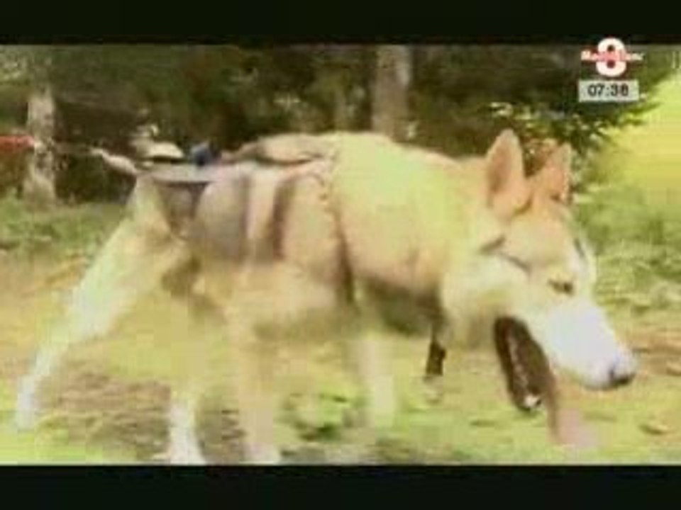 Cani-Rando:  la rando tiré par un chien