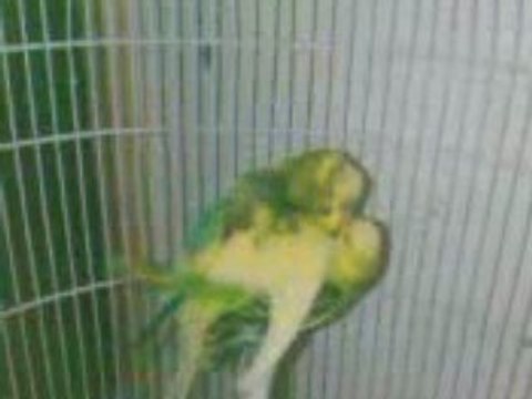 Acouplement de perruches ondulées (Upsy et Amazone) 2