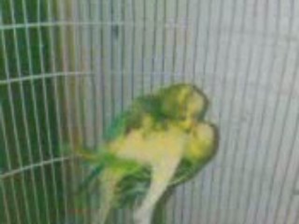 Acouplement de perruches ondulées (Upsy et Amazone) 2