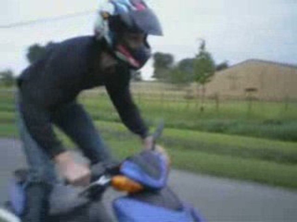 Stunt scoot Pigriders