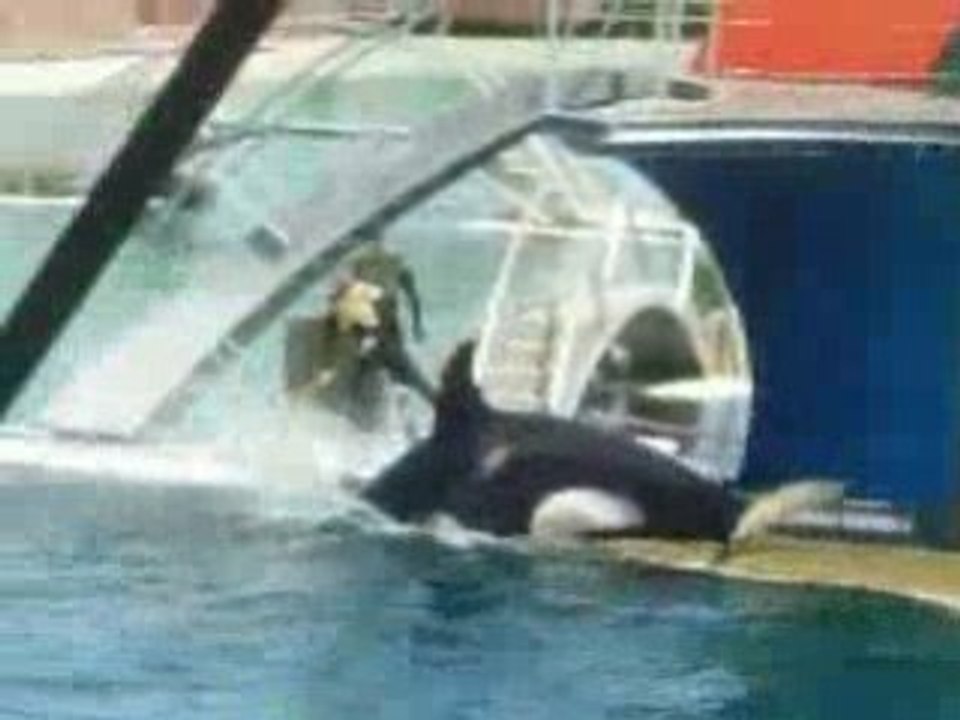 Les orques à Marineland