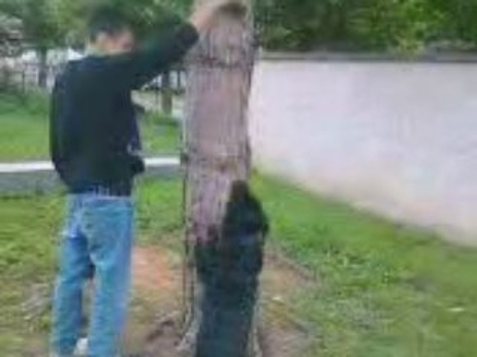 Avec l'arbre