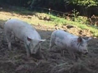 Cochons couillons