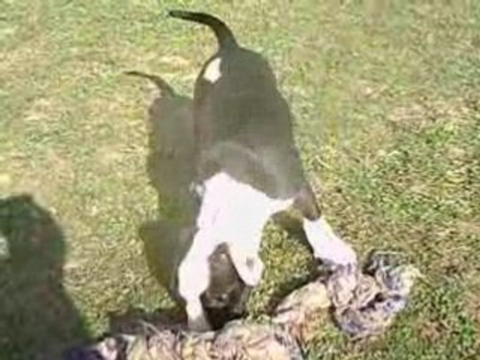 Video 3
