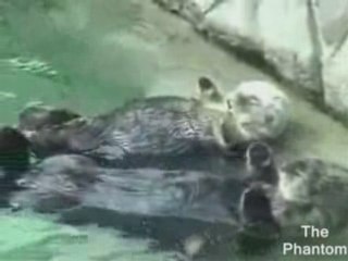 Sieste de castors amoureux