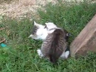 Play Boy et Indi font mumuse