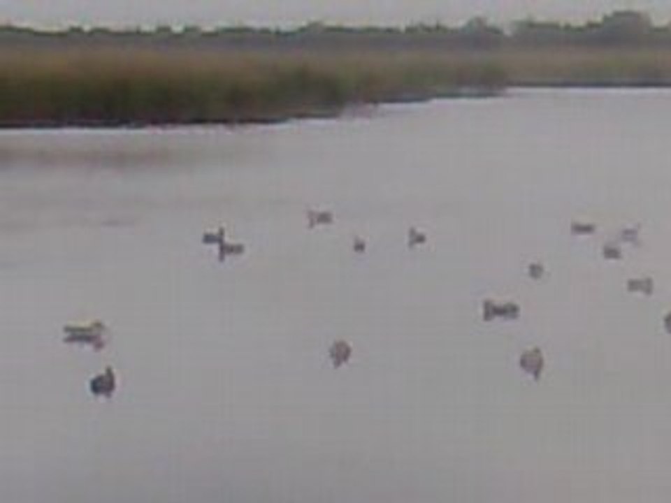 petit marais tranquille