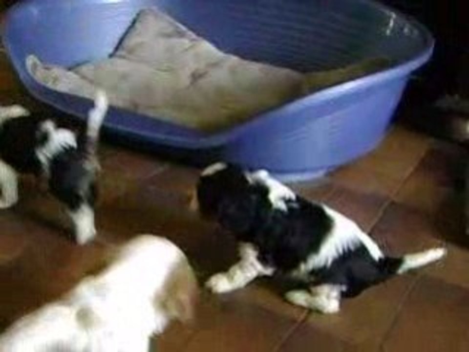 Chiots à vodka 2008