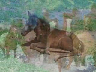 Cheval