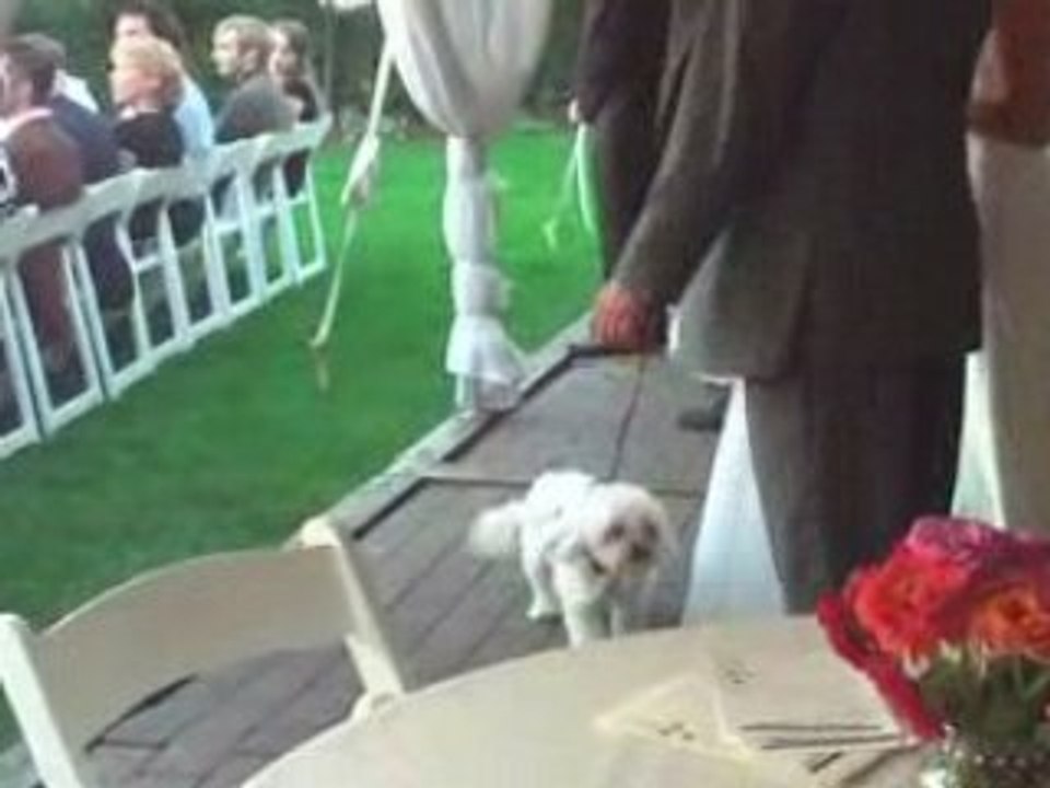 Puppy Groommen