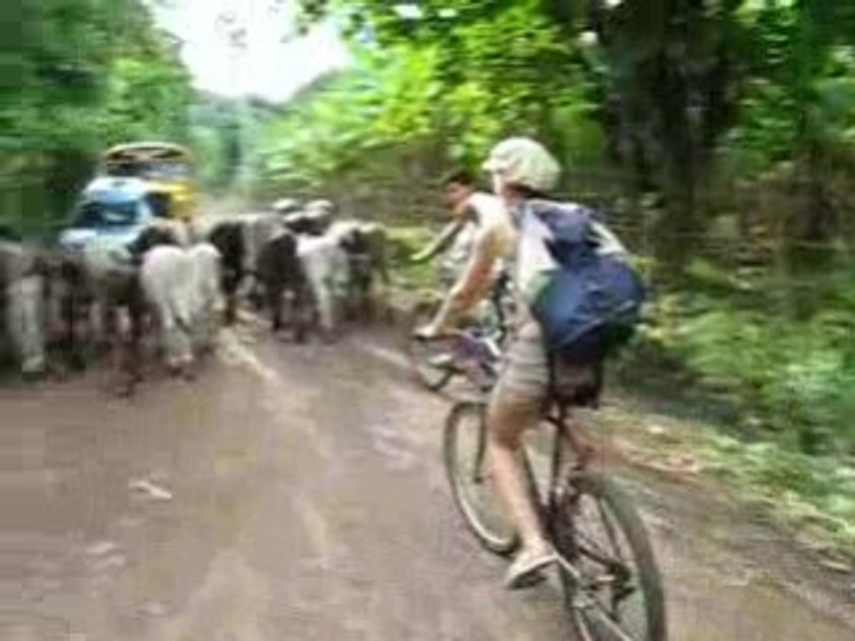 Troupeau vache voiture Omotepe