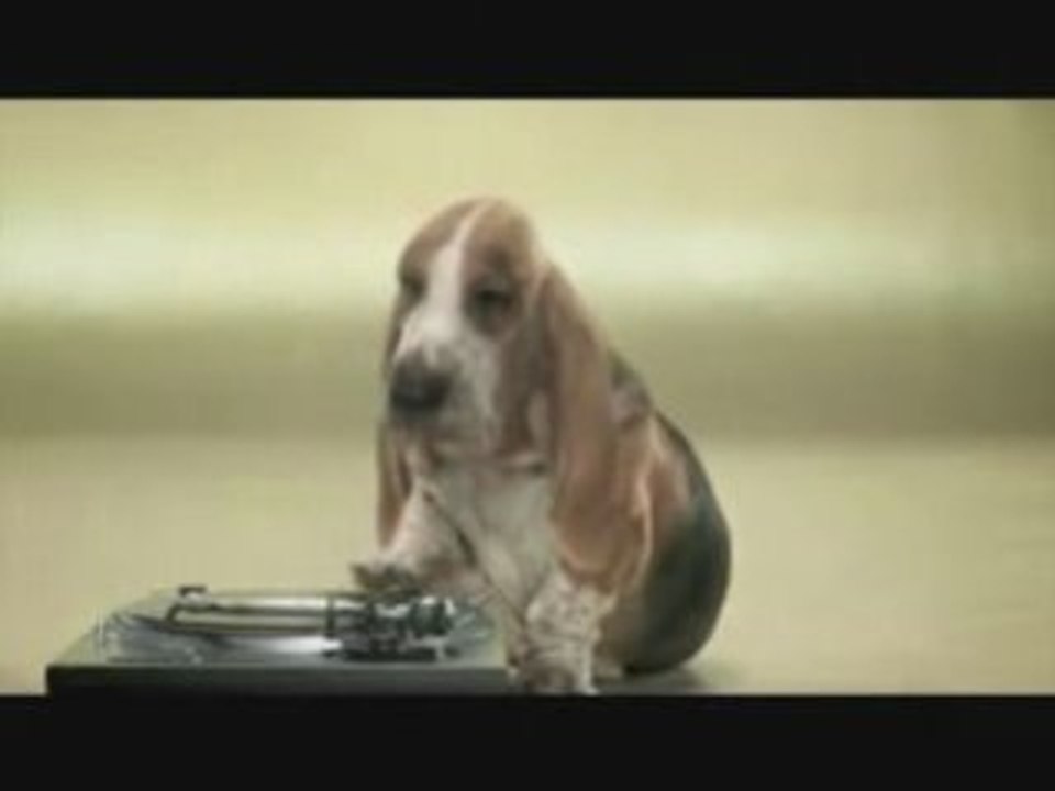 Musikalischer Hund