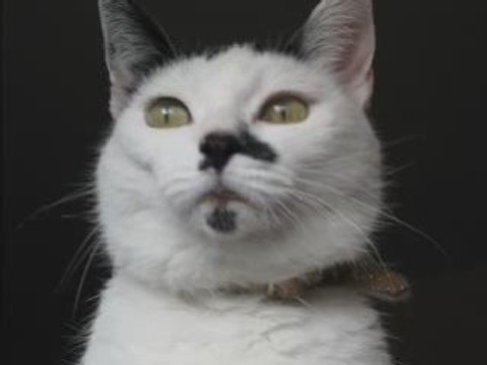 Katzenansprache