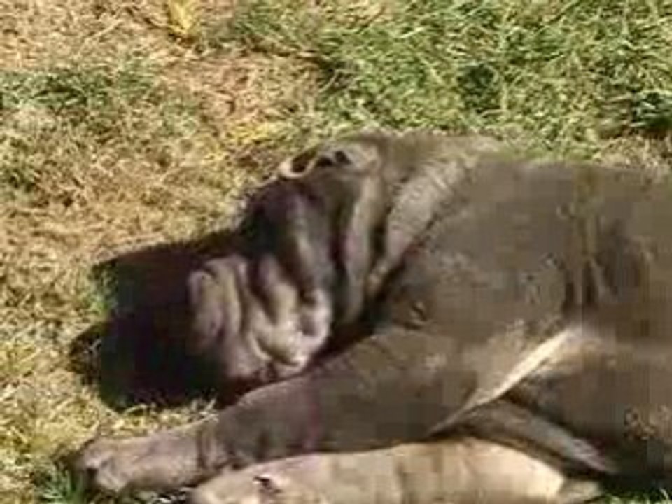 Shar-pei