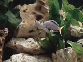 Reproduction cyprichromis leptosoma mpulungu
