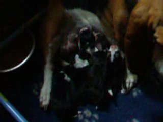 les bébés d'Uble à 3  jours