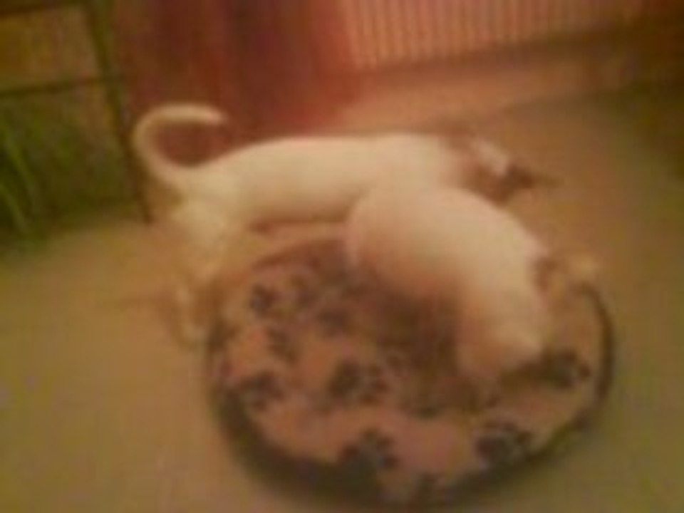 Louna et Chiki