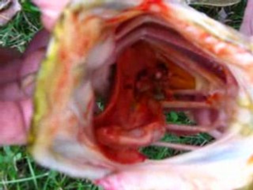 les dents de brochet